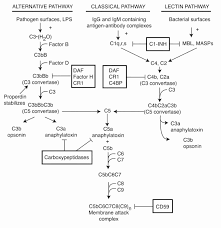 Image result for Complement Pathway