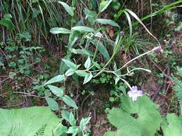 Image result for Epilobium stereophyllum
