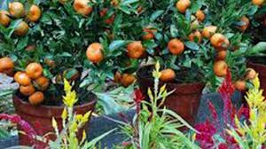 Memilih buah persik yang tepat dan tempat menanam yang tepat dan berikan perawatan yang tepat untuk tumbuhan. Cara Merawat Tanaman Di Dalam Pot Tumbuh Subur Dan Cepat Berbuah Perhatikan Langkah Langkah Ini Tribun Pekanbaru