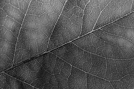 Green Leaf Texture Wild Textures Leaf white texture leaf texture white texture leaf white background nature pattern green flora high definition picture plant detail macro black beautiful leaves wood tree fresh abstract fall autumn spring. green leaf texture wild textures