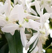 Growing requirements for evergreen clematis. Clematis Armandii