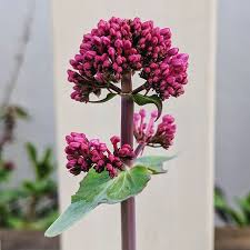 Image result for Centranthus
