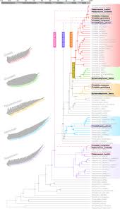 Image result for Christella chaseana