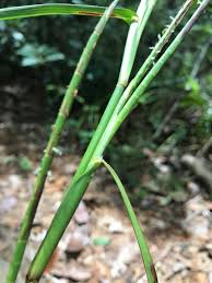 Image result for Hemarthria