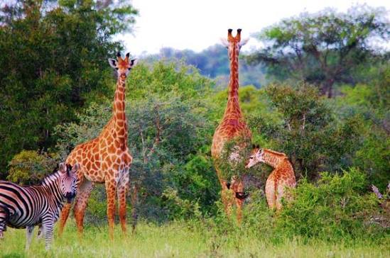 Entabeni Game Reserve