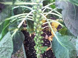 We did not find results for: How To Grow Brussel Sprouts Instructions Growing Tips Advice Pictures