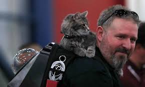 Cats — yes cats — to perform in agility course at Deer Park show