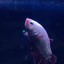 And this time its my first dragon scale! Dragon Scale Betta Has Strange Lump And Scales Growing Over His Eyes Is T My Aquarium Club