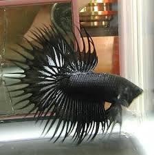 Aqua Fanatic Keeping Betta Fish In A Bowl