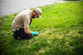 Fertilize centipede in june with ½ lb. Dethatching Your Lawn In Northern Va Understanding Thatch And How To Deal With It