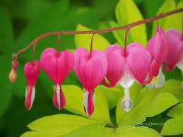I Love The Bleeding Heart Plant My Son Gave Me For Mothers Day Still Going Strong Bleeding Heart Plant Bleeding Heart Flower Petals