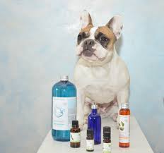 L'huile essentielle de lemongrass contient des citrals, molécules faisant partie de la famille des aldéhydes monoterpéniques. Comment Proteger Son Chien Des Parasites