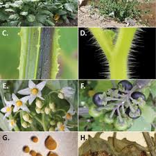 Image result for Solanum memphiticum