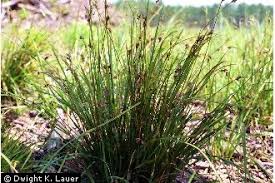 Image result for Scleria racemosa