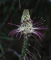 Image result for Cleome iberidella