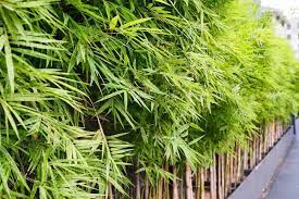 These good backyard privacy plant screens serve a practical purpose, but they also have many other benefits. 7 Viable Alternatives To Fencing For Your Backyard Home Stratosphere