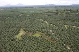 Discover more about kl city. Banks And Palm Oil Banktrack