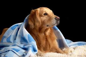 Entdecke rezepte, einrichtungsideen, stilinterpretationen und andere ideen zum ausprobieren. Portrait Hd Golden Retriever Wallpaper