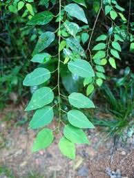 Image result for Maprounea