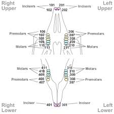 2 (i3/3 c1/1 p3/2 m1/1). Tooth Numbering In Other Species