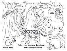 Resultado De Imagen Para Viajar Dibujo Animales De La Selva Habitat De Animales Animales Del Desierto