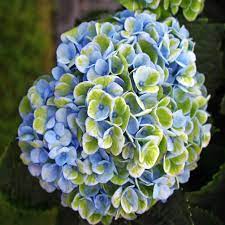 Feature Hydrangea Macrophylla Hokomarevo Everlasting Revolution