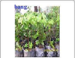 Image result for Afrostyrax