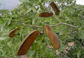 Image result for Brachystegia utilis