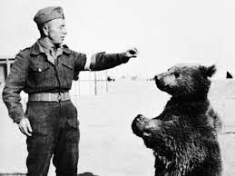 Wojtek: The bear who fought Hitler's Nazis | The Independent | The Independent