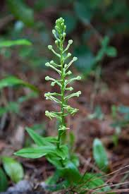 Image result for Habenaria disparilis