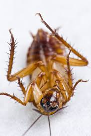 For over 50 years, allied exterminators has gotten rid of the most irritating pests in your house. Our Services