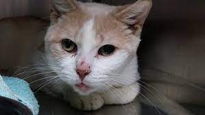 2 Women Accused Of Hoarding 51 Cats Ctv News