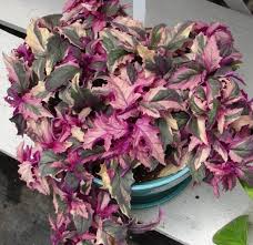 Image result for Gynura