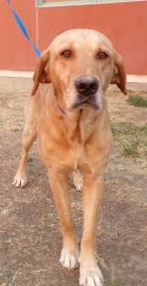 It can obviously be an aggressive dog, but if properly socialized this shouldn't be any problem at all. Lake County News California Helping Paws Mixes Of Shepherd Husky And Rhodesian Ridgeback