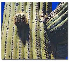 Leaves, stems, roots, spines) are designed to help these plants survive in a hot and dry environment. Desert Cactus Desertusa