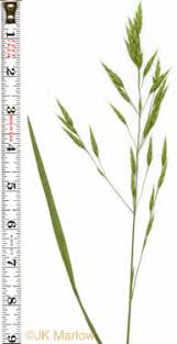 Image result for Bromus catharticus