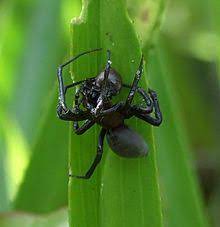If you thought spiders could only survive on land, prepare for a new nightmare. Diving Bell Spider Wikipedia