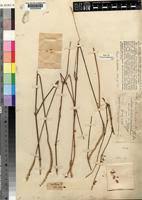 Image result for Centemopsis