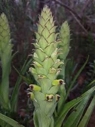 Image result for Corycium