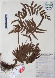 Image result for Christella hispidula