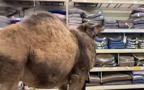 I'm curious to try them. Man Brings A Camel To A Michigan Petsmart Michigan Humane