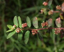 Image result for Euphorbia indica