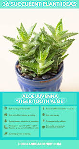 50 Beautiful Succulent Garden Ideas Varieties Succulent Garden Indoor Outdoor In 2020 Succulents Garden Succulent Garden Outdoor Garden Care