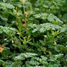 Image result for Coldenia procumbens