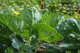 We did not find results for: Can You Eat Cauliflower Leaves Gardening Channel
