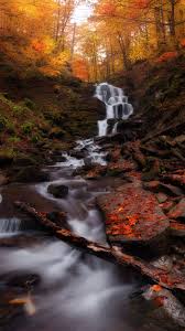 Iphone 11 Hd 4k Forest Wallpapers Wallpaper Cave Download 4k wallpapers ultra hd best collection.