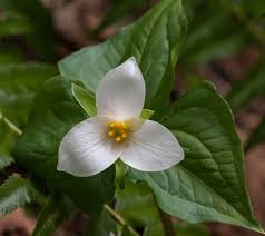 We did not find results for: Oregon Native Plants Real Gardens Grow Natives