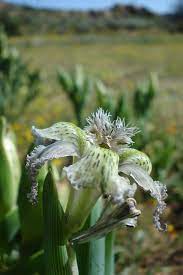 Maybe you would like to learn more about one of these? Plantfiles Pictures Ferraria Species Starfish Lily Ferraria Ferrariola By Kell