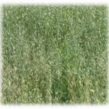 Image result for Aeschynomene schimperi