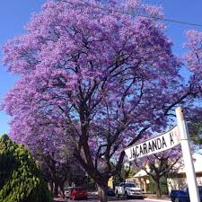 Beautiful Jacaranda Tree Nailsworth Adelaide South Australia South Australia Adelaide South Australia Australia Photos